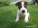 Jack Russel Terier - Predaj