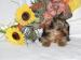 Yorkshire terrier - Predaj