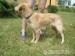 Bastek, czyli miniaturowy golden retriever do adop - Podarunek