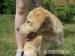 Bastek, czyli miniaturowy golden retriever do adop - Podarunek