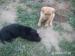 Labrador - Predaj