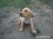 Labrador - Predaj