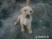 Labrador - Predaj