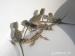 Mladata Pogona vitticeps (Agama vousata) - Prodej