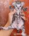 Bengálske mačiatka - Predaj