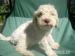 Šteniatka Lagotto Romagnolo - Predaj