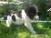 Šteniatka Lagotto Romagnolo - Predaj
