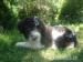 Šteniatka Lagotto Romagnolo - Predaj