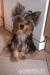 Yorkshire Terrier fenka a psík s PP - Predaj
