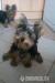 Yorkshire Terrier fenka a psík s PP - Predaj