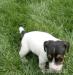 Šteniatka Jack Russel Teriér - Predaj
