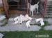 Labrador Retriever - Predaj
