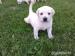 Labrador Retriever - Predaj