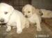 Labrador Retriever - Predaj