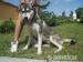 Suczka w typie husky - Podarunek