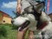Suczka w typie husky - Podarunek