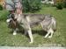 Suczka w typie husky - Podarunek