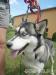 Suczka w typie husky - Podarunek
