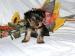 Yorkshire terrier - Predaj