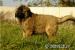 Leonberger szczenieta - Sprzedaż