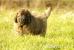 Leonberger szczenieta - Sprzedaż