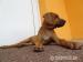 Steniatka rodezskeho ridgebacka  - Predaj