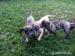 Dogo Canario - Prodej