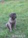Dogo Canario - Prodej