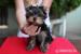 Yorkshire terrier s PP - Predaj