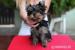 Yorkshire terrier s PP - Predaj