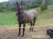 Slovenský teplokrvník, 1,5 ročný žrebec - Predaj