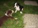 Šteniatka kríženca Apenzel - Predaj