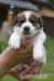 Štěňata Jack Russel Terier s PP - Prodej