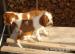 Welsh Springer Spaniel - Predaj