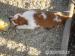 Welsh Springer Spaniel - Predaj
