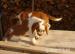 Welsh Springer Spaniel - Predaj
