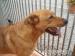Złoto-rudy psiak, około 4 lat - Podarunek