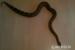 0,1 Boa constrictor - Predaj