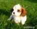 Kavalír King Charles Spaniel s PP - Prodej