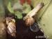 Achatina fulica - Prodej