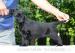 Šteniatka Flat coated retriever s PP - Predaj