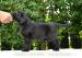 Šteniatka Flat coated retriever s PP - Predaj