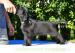 Šteniatka Flat coated retriever s PP - Predaj