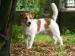 Jack Russell Terrier s PP - maznáčik !!! - Predaj