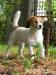 Jack Russell Terrier s PP - maznáčik !!! - Predaj