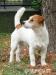 Jack Russell Terrier s PP - maznáčik !!! - Predaj