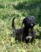 Cane corso - Predaj