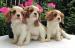 Cavalier King Charles španiel  s PP - Predaj