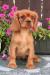 Cavalier King Charles španiel  s PP - Predaj