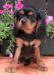 Cavalier King Charles španiel  s PP - Predaj